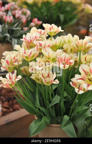 Un bouquet di tulipani di Viridiflora (Tulipa) che fiammeggiante Springgreen su un Mostra nel mese di maggio Foto Stock