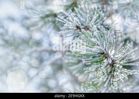 Rami di pino nel gelo. Sfondo invernale con rami di pino innevato. Bellezza in natura Foto Stock