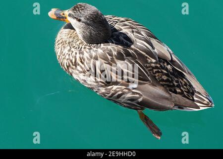 Mallards nel lago in inverno Foto Stock