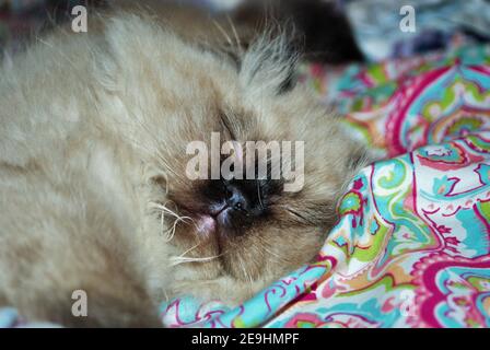 Gattino himalayano assonnato adagiato su un letto Foto Stock