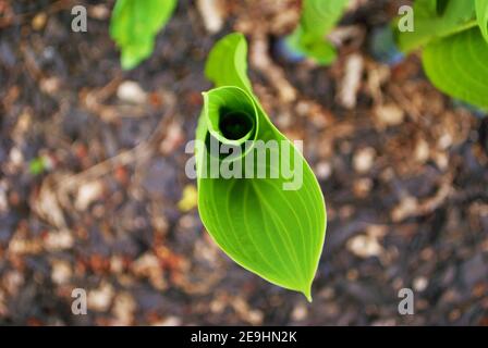 Hota inizia a germogliare in primavera Foto Stock