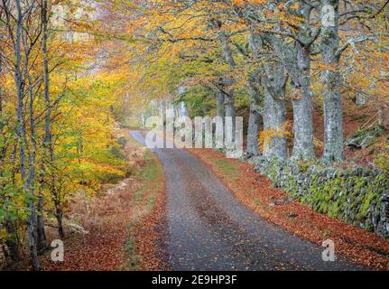 Western Highlands, Scozia: Faggi autunnali e muro di pietra lungo una strada a carreggiata singola Foto Stock
