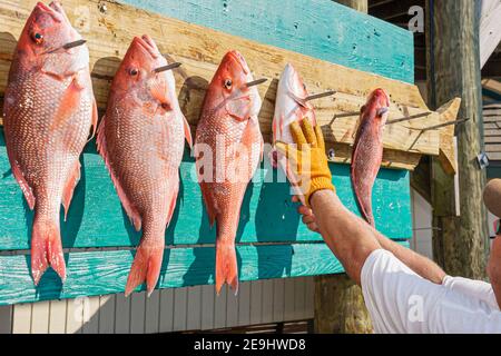 Alabama Orange Beach Zeke's Landing Red Snapper Tournament, pesce catturato esposto, Foto Stock