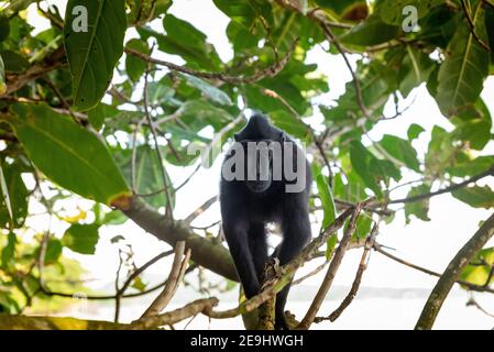 Parco Nazionale di Tangkok, Riserva Naturale di Batuangus, scimmia Crested Black Macaque, Celebes, Sulawesi Nord, Indonesia Foto Stock