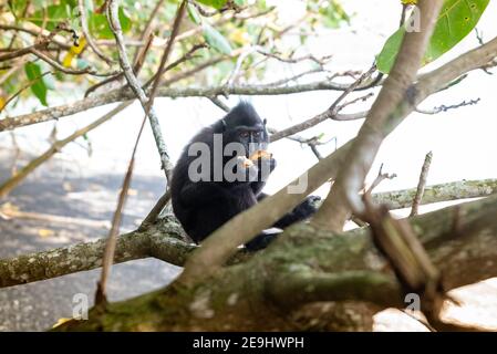 Parco Nazionale di Tangkok, Riserva Naturale di Batuangus, scimmia Crested Black Macaque, Celebes, Sulawesi Nord, Indonesia Foto Stock