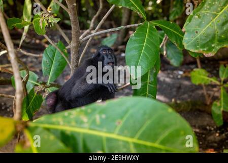 Parco Nazionale di Tangkok, Riserva Naturale di Batuangus, scimmia Crested Black Macaque, Celebes, Sulawesi Nord, Indonesia Foto Stock