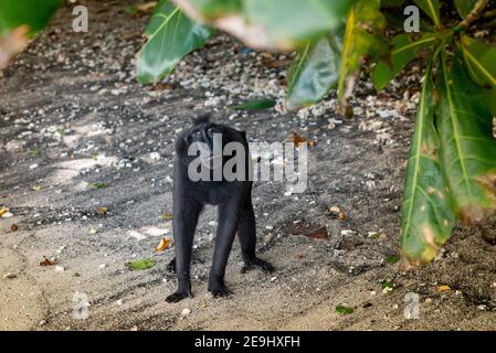 Parco Nazionale di Tangkok, Riserva Naturale di Batuangus, scimmia Crested Black Macaque, Celebes, Sulawesi Nord, Indonesia Foto Stock