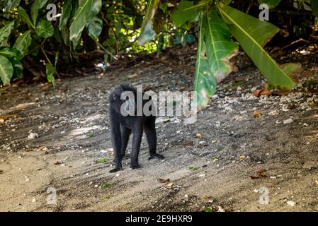 Parco Nazionale di Tangkok, Riserva Naturale di Batuangus, scimmia Crested Black Macaque, Celebes, Sulawesi Nord, Indonesia Foto Stock