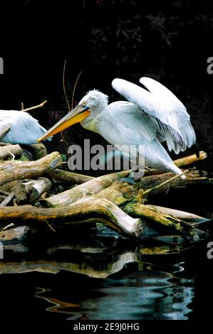 Una grande pellicana acquatica bianca alpina le sue ali sopra l'acqua. Foto Stock