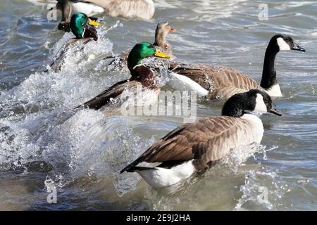 Canada Geese in luminoso giorno d'inverno al lago Foto Stock