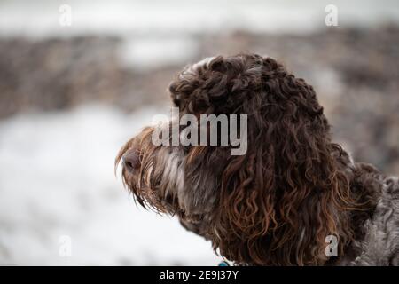 Primo piano di un bel cane marrone Labradoodle australiano che staring Foto Stock