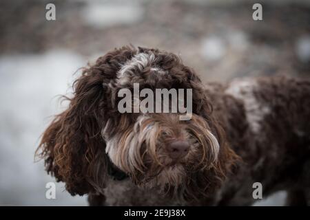 Primo piano di un bel cane marrone Labradoodle australiano che staring Foto Stock