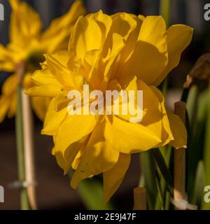 "Golden Ducat" Daffodil, Påsklilja (Narcissus pseudonarcissus) Foto Stock