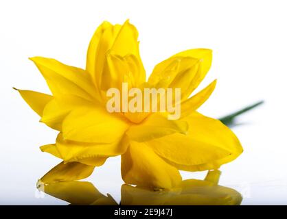 "Golden Ducat" Daffodil, Påsklilja (Narcissus pseudonarcissus) Foto Stock