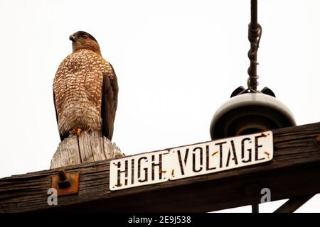 Un falco di Cooper (Astur cooperii) a Palo alto, California Foto Stock
