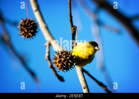 Un piccolo esemplare maschio di Goldfinch (Spinus psaltria) su un baccello di semi di Liquidambar a Palo alto, California Foto Stock