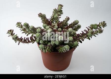 portulaca werdermannii in vaso con sfondo bianco, vista dall'alto Foto Stock