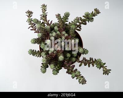 portulaca werdermannii in vaso con sfondo bianco, vista dall'alto Foto Stock