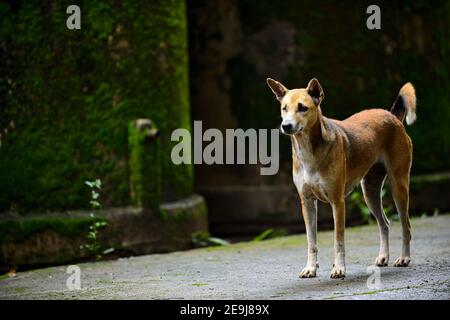 Il hound thailandese si erge maestosamente su un pavimento in cemento, lo sfondo è un grande serbatoio d'acqua e presenta muschi verdi, cani randagi arancioni e un bac scuro Foto Stock