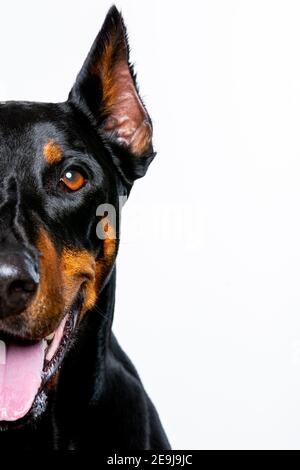 Femmina adulto Doberman Pinscher Foto Stock