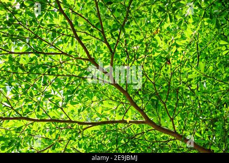 Un tiro a basso angolo di rami d'albero di terminalia con foglie verdi in una giornata di sole brillante. Foto Stock