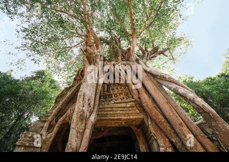 TA Som tempio. Antica architettura Khmer sotto le radici giganti di un albero al complesso di Angkor Wat, Siem Reap, Cambogia. Foto Stock