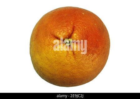 Primo piano di pompelmo su sfondo bianco isolato. Agrumi arancio brillante, fresco umore estivo. Foto a stock vuota per il tuo progetto. Foto Stock