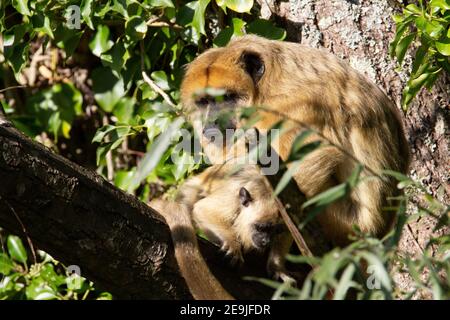 Scimmia Black Howler (Alouatta caraya) una scimmia urlatrice nera femmina e giovane che riposa in un albero Foto Stock