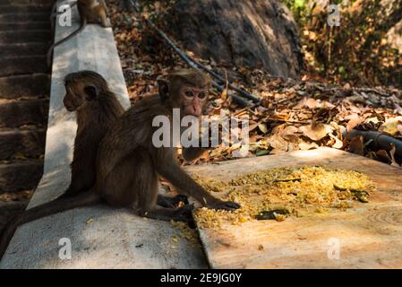 Giovane Sri Lanka Macaca Sinica Monkey, mangiare riso fritto. Primo piano. Foto Stock