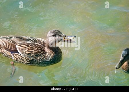 Anatroccoli mallard maturati con la loro madre-anatra nuotare nell'acqua del lago. L'anatra madre emette segnali di allarme. Uccelli selvatici. Foto Stock