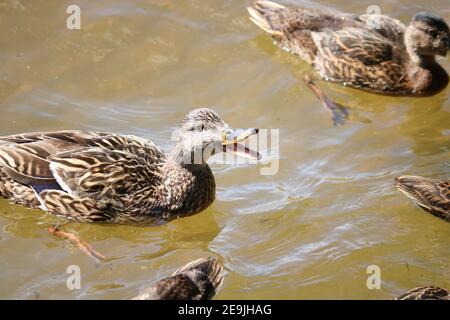 Anatroccoli mallard maturati con la loro madre-anatra nuotare nell'acqua del lago. L'anatra madre emette segnali di allarme. Uccelli selvatici. Foto Stock