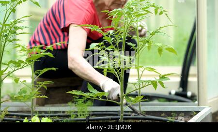 Il coltivatore che diserba le piantine di pomodoro. Cura di piantine in giardino. Agricoltura in serra. Donna anziana ha un hobby di giardinaggio. Foto Stock