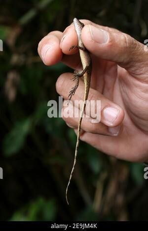 Anole Lizard - confine Anole (noto anche come Anole) limifrons Anolis Foto Stock