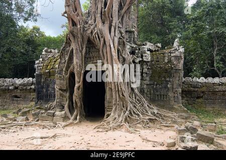 Porta d'ingresso all'antico tempio Khmer di Ta Som, Angkor, Cambogia. Sovrastato da un fico strangolante, nome latino Ficus aurea, albero. Foto Stock