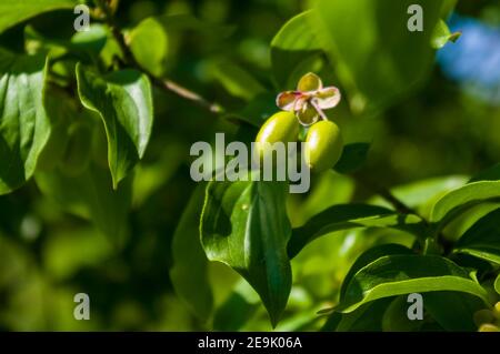 Grandi bacche di legno di dogwood verde non mature su un ramo in primavera in una calda giornata di sole, luminoso sfondo bello. Foto Stock