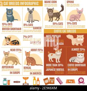 Infografiche di gatti con icone esotiche di razza e cura di animali domestici illustrazione vettoriale degli elementi Illustrazione Vettoriale