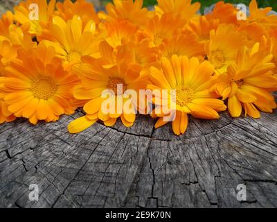 Fiori gialli luminosi di calendula su sfondo autunnale Foto Stock