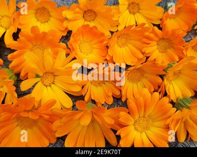 Fiori giallo brillante sfondo marigold Foto Stock