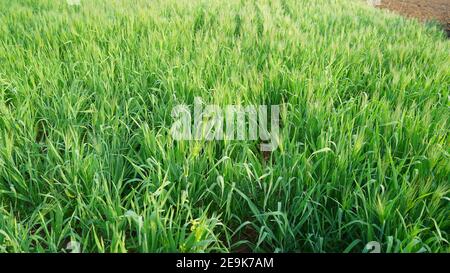 Farro in crescita o Triticum spelta, noto anche come grano dinkel o sbucciato. Cereali. Grano raccolto, specie del genere granturco Triticum. Foto Stock
