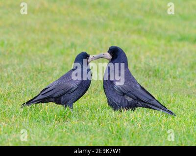 Rooks Corvus frugilegus si accoppia a fine inverno poco prima Nest edificio inizia costa est Norfolk Foto Stock