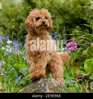 albicocca piccolo cane puppy poodle Foto Stock