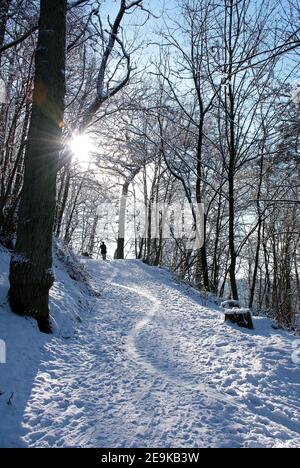 Il sole passa attraverso gli alberi nella retroilluminazione. Percorso innevato nella foresta in inverno Foto Stock