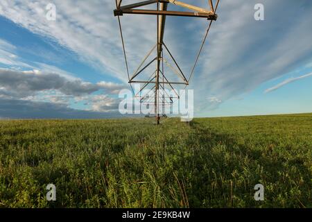 Centrare l'irrigazione dell'acqua di pivot di erba di lucerna su un caseificio. Caseificio che si trova a Warrnambool, Sud-Ovest Victoria, Australia Foto Stock