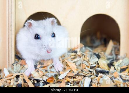 Primo piano di un criceto carino in una casa. Tenere e prendersi cura degli animali Foto Stock