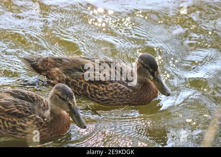 Le anatroccoli mallard maturate nuotano nell'acqua del lago. Uccelli selvatici. Foto Stock