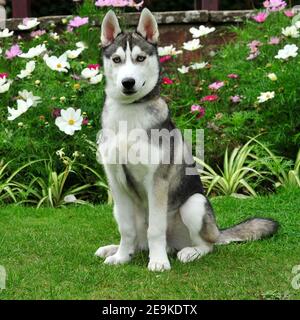 Cane Husky siberiano Foto Stock