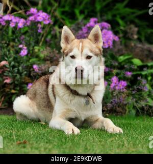 Cane Husky siberiano Foto Stock