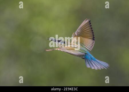 Ape-Eater dalla coda blu con ape in bocca che vola - Merops philippinus Foto Stock