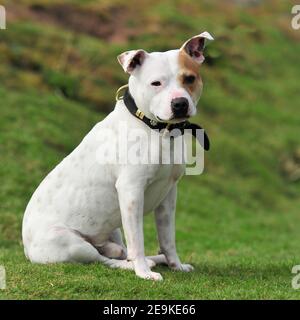 Staffordshire bull terrier cane Foto Stock