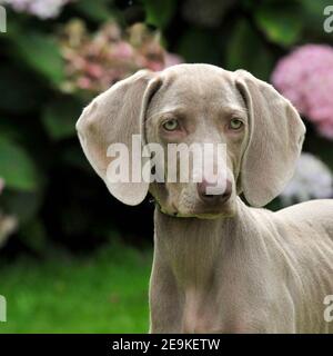 Weimaraner cucciolo Foto Stock